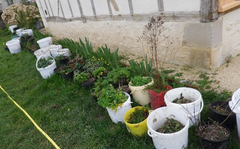 Les plantes médicinales attendent à l'ombre